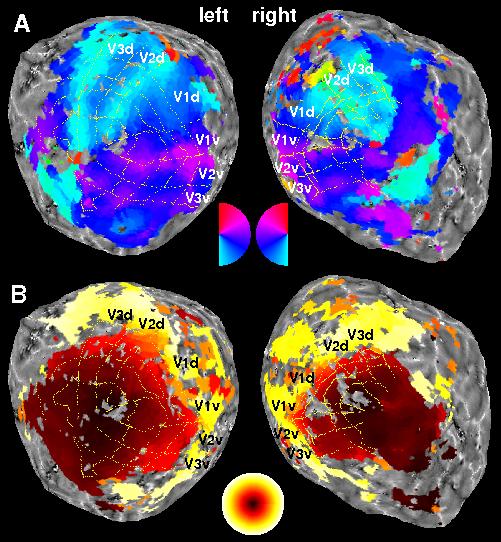 retinotopic maps